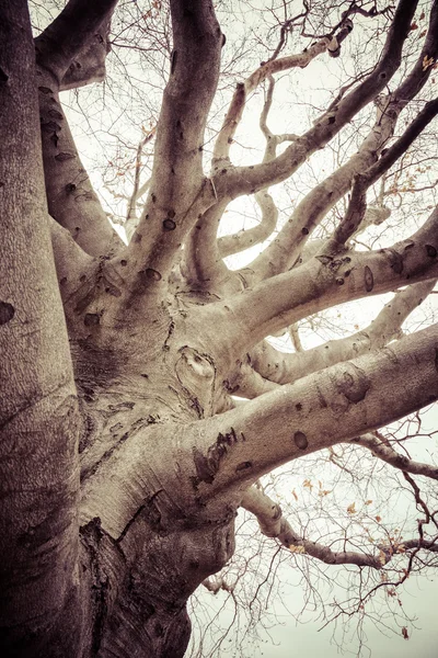 Gnarly viejo árbol estéril —  Fotos de Stock