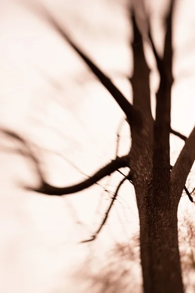 不気味な不毛の木 — ストック写真