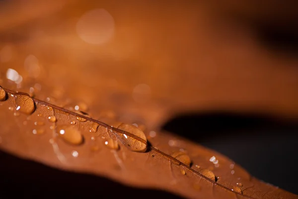 オークの葉の上の雨滴 — ストック写真