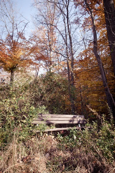 Park Bench in Woods — Stock Photo, Image