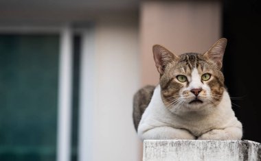 Yaşlı kedi oturuyor ve kameraya bakıyor, seçici odaklanma.