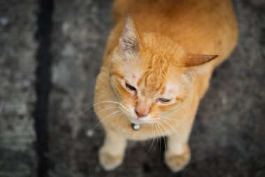 Yerde yumuşak odak ve canlı bir efektle yatan kızıl, sevimli kedi, üst görünüm.