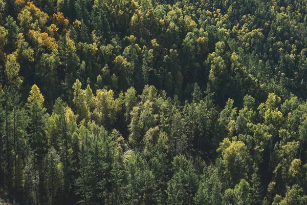 Green Dense Autumn Coniferous Forest Mountains Firs Pines Textured Natural — Stock Photo, Image