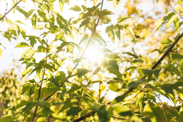 Folhas Outono Amarelo Com Luz Solar Texturas Fundo — Fotografia de Stock
