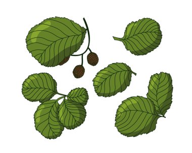 Düz dizayn edilmiş gölgeli ağaç yaprakları. Renkli izole doğa vektör çizimi. El çizimi efektli bilgisayar grafiği