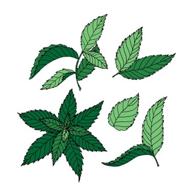 Karalama tarzında çizilmiş renkli yapraklar. Beyaz arkaplanda izole edilmiş doğa vektörü çizimi