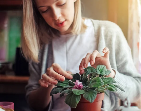 Woman Takes Care Home Flowers Watering Pruning Violet Home Gardening — Stock Photo, Image