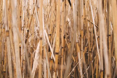 Reed dokusu yakın çekim. Bulanık arka plan ve sazlıklar yaratıcı bir kavram yaratır. Saplarında kırmızı noktalar var ve sazlıkların çiçek açması görülebilir.
