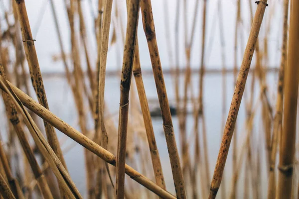Reed texture closeup. Blurred background and reed stalks create a creative concept. There are red spots on the stems and the flowering of reeds is visible