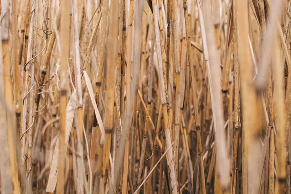 Reed dokusu yakın çekim. Bulanık arka plan ve sazlıklar yaratıcı bir kavram yaratır. Saplarında kırmızı noktalar var ve sazlıkların çiçek açması görülebilir.