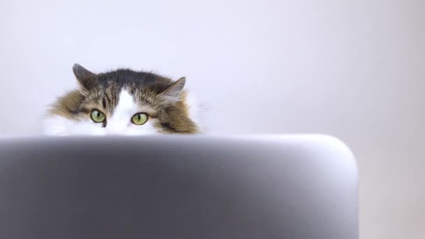 这只猫在电脑前 这只猫看新闻并作出反应 远程工作和自由职业 看新闻 工作或生意的情感 后续行动 — 图库视频影像