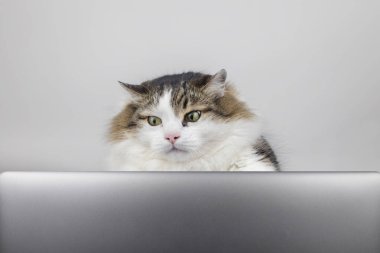 Kavram. Kedi bilgisayarın başında. Kedi yavrusu haberleri izliyor ve tepki veriyor. Uzaktan çalışma ve serbest çalışma. Haber, iş ya da iş izlemekten duyulan duygular. Yakın plan.