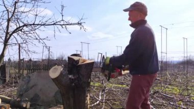 Bir oduncu elektrikli testere ile bir ağacı kesiyor. Talaş doğrudan ekrana atılır. İşteki çiftçi. Yaşlı ağaçları tırmalıyor. Ormanların tahrip edilmesi ve endüstrinin aktif çalışması