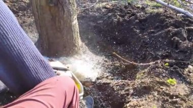Bir oduncu elektrikli testere ile bir ağacı kesiyor. Talaş doğrudan ekrana atılır. İşteki çiftçi. Yaşlı ağaçları tırmalıyor. Ormanların tahrip edilmesi ve endüstrinin aktif çalışması