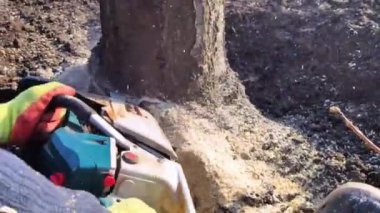 Bir oduncu elektrikli testere ile bir ağacı kesiyor. Talaş doğrudan ekrana atılır. İşteki çiftçi. Yaşlı ağaçları tırmalıyor. Ormanların tahrip edilmesi ve endüstrinin aktif çalışması