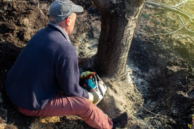 Bir oduncu elektrikli testere ile bir ağacı kesiyor. Talaş doğrudan ekrana atılır. İşteki çiftçi. Yaşlı ağaçları tırmalıyor. Ormanların tahrip edilmesi ve endüstrinin aktif çalışması