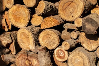 Ağaç kütüğü, kütük ve odun dokusunun makro fotoğrafı. Tahtanın sarı tahılı mümkün olduğunca görünür. Ağaç kesimindeki halkalar. Yakıt için odun. Çapraz kesilmiş ağaçlar