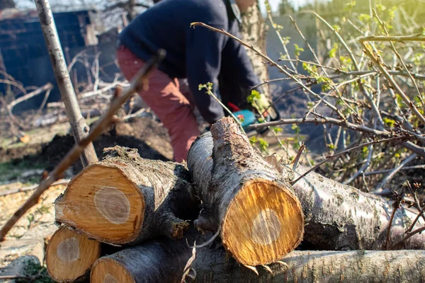 Bir Oduncu Elektrikli Testere Ile Bir Ağacı Kesiyor Talaş Doğrudan — Stok fotoğraf