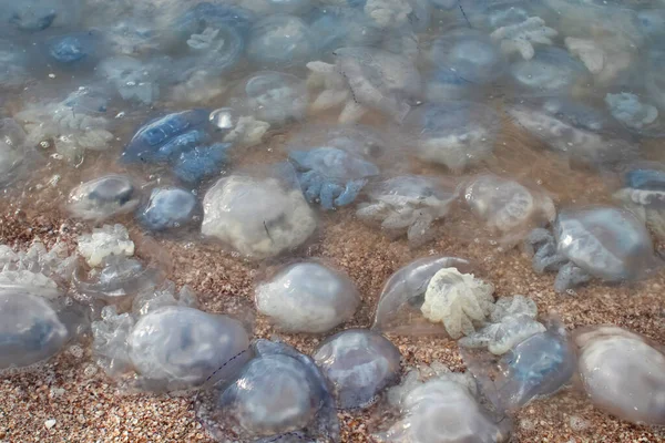 Primer Plano Las Medusas Maíz Aurelia Orilla Arenosa Agua Catástrofe — Foto de Stock