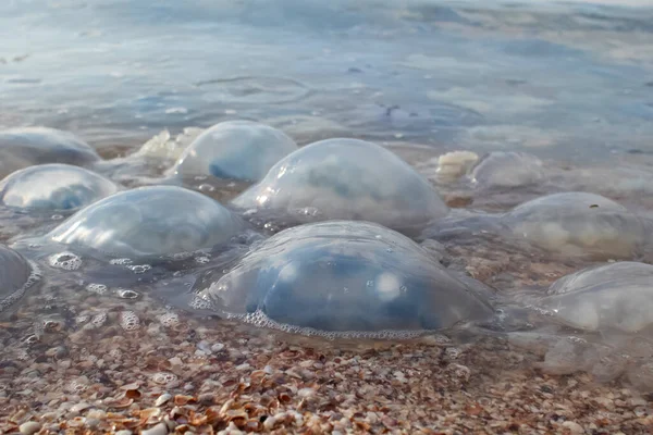 Піщаному Березі Воді Корнероти Медузи Аурелії Екологічна Катастрофа Загроза Людей — стокове фото