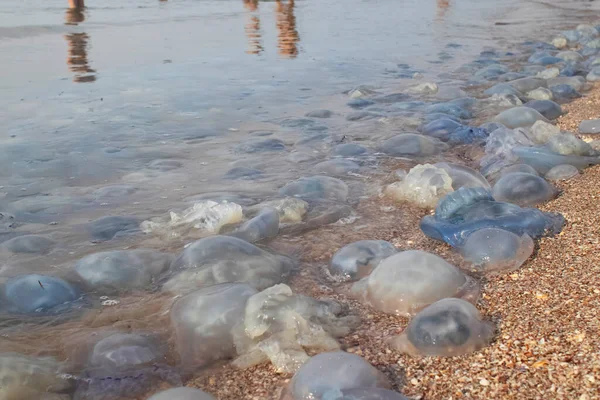 Primer Plano Las Medusas Maíz Aurelia Orilla Arenosa Agua Catástrofe — Foto de Stock