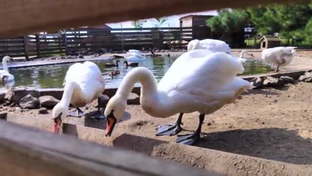 动物园里白天鹅的特写 喂动物 会游泳的鸟鸟类学 人为创造的条件 宽阔的围场和湖泊 在池塘里游泳 — 图库视频影像