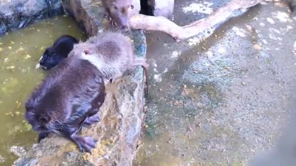 动物园的营养特写 从笼子后面看许多大老鼠 黄色的牙齿和爪子把动物关在笼子里视频中的营养物在洗澡 用后腿站立 吃东西 — 图库视频影像