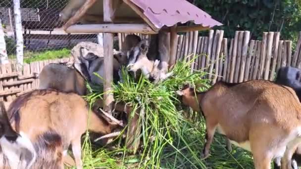 Evcil Hayvan Çiftliğindeki Keçilere Yakın Çekim Genç Yaşlı Hayvanlar Tek — Stok video