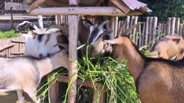 Close Cabras Alimentação Zoológico Animais Jovens Velhos Vivem Recinto Ovelhas — Vídeo de Stock