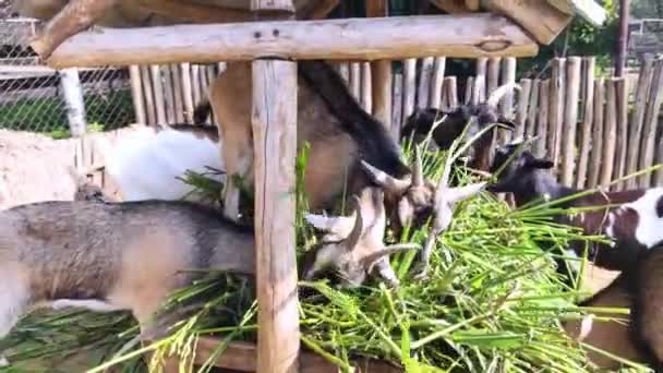 Close Cabras Alimentação Zoológico Animais Jovens Velhos Vivem Recinto Ovelhas — Vídeo de Stock