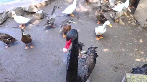 Close Cisne Negro Patos Cisnes Vivem Juntos Caneta Pássaros Zoológico — Vídeo de Stock