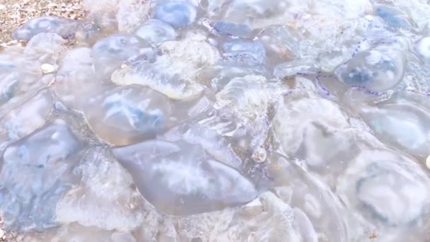 沙岸和水里的角质和金丝雀水母的特写 生态灾难 对人类的威胁水母在海里的入侵 根瘤性脉博和耳光奥莱利塔 — 图库视频影像