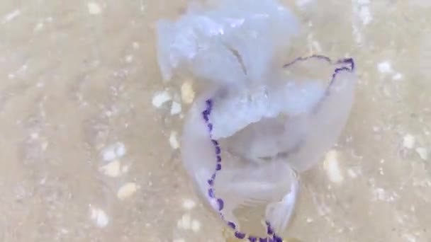 Close Cornerot Aurelia Jellyfish Sandy Shore Water Bencana Ekologi Ancaman — Stok Video