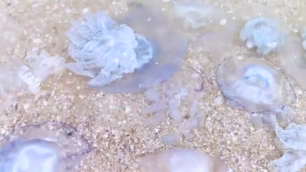 Close Cornerot Aurelia Jellyfish Sandy Shore Water Bencana Ekologi Ancaman — Stok Video