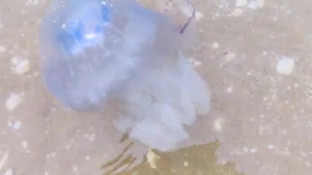 Close Cornerot Aurelia Jellyfish Sandy Shore Water Bencana Ekologi Ancaman — Stok Video