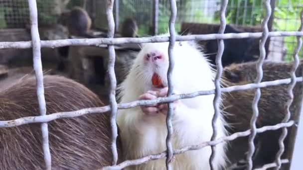 Egy Közeli Kép Tápanyagról Állatkertben Kilátás Ketrec Mögül Sok Nagy — Stock videók