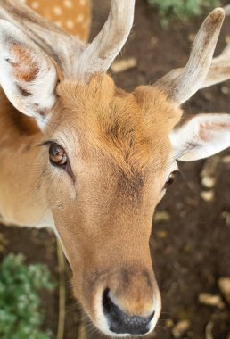 Hayvanat bahçesindeki bir geyiğe yakın çekim. Hayvanı şekerlerle beslemek. Evcilleştirilmiş ve evcilleştirilmiş vahşi artiodactyla. Genç ve tüylü boynuzlar. Hayvanın gözleri kafesin arkasından bakar.