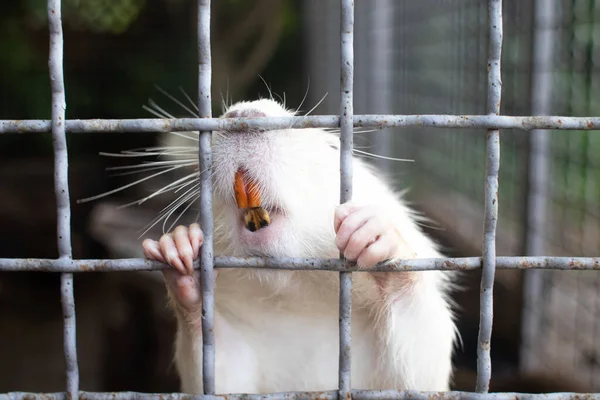 動物園での栄養のクローズアップ 多くの大きなラットの動物の檻の後ろからの眺め 黄色い歯と爪 檻の中に動物を入れる 動画のヌートリアは足の後ろに立って食事をしていて — ストック写真