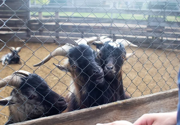 Close Feeding Goats Petting Zoo Young Old Animals Live One — Stock Photo, Image