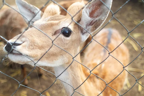 Close Deer Petting Zoo Feeding Animal Goodies Tamed Domesticated Wild — Stock Photo, Image