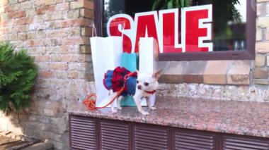 Küçük bir Chihuahua, SALE yazıtlarının yanında kağıt alışveriş torbalarının yanında duruyor. Markalı giysiler satan pahalı butikler. Elbiseli evcil hayvan. Alışveriş ve alışveriş konsepti. Koruma hayvanı.