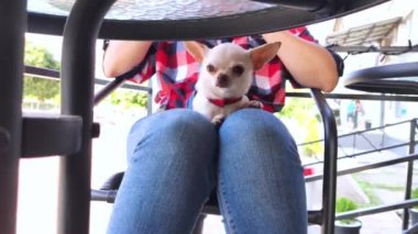 Sahibinin kucağında oturan küçük bir chihuahua 'nın yakın çekimi. Kız bir kafede oturuyor. Masanın üzerinde bir kek ve kahve var. Dizlerindeki evcil hayvan köpekler için güzel bir elbise giyiyor..