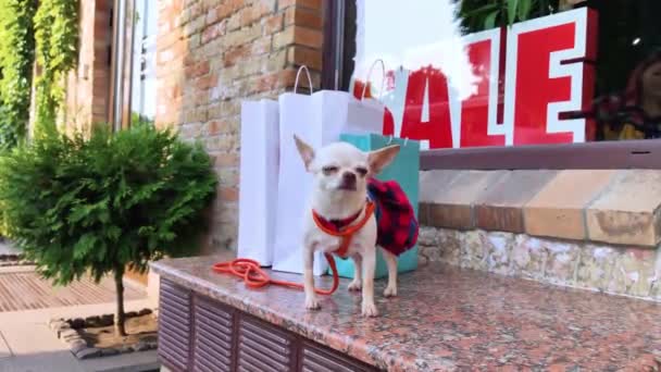 Mini Chihuahua Tient Près Des Sacs Provisions Papier Près Inscription — Video