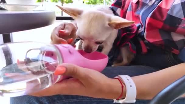 Mini Chihuahua Est Assis Sur Les Genoux Son Propriétaire Boit — Video