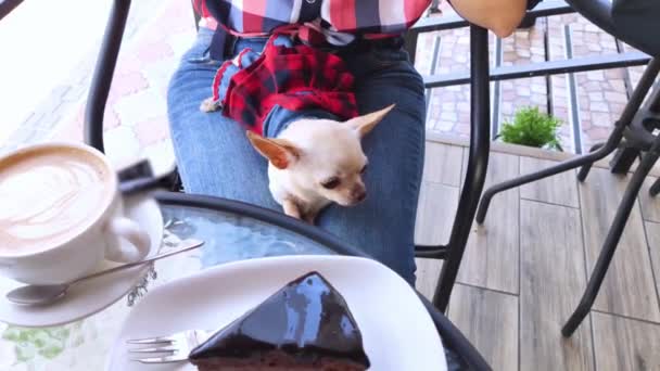 Zbliżenie Mini Chihuahua Siedzi Kolanach Swojego Właściciela Dziewczyna Siedzi Kawiarni — Wideo stockowe