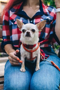 Sahibinin kucağında oturan küçük bir chihuahua 'nın yakın çekimi. Kız bir kafede oturuyor. Masanın üzerinde bir kek ve kahve var. Dizlerindeki evcil hayvan köpekler için güzel bir elbise giyiyor..