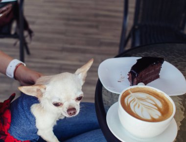 Sahibinin kucağında oturan küçük bir chihuahua 'nın yakın çekimi. Kız bir kafede oturuyor. Masanın üzerinde bir kek ve kahve var. Dizlerindeki evcil hayvan köpekler için güzel bir elbise giyiyor..
