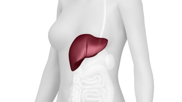 Female LIVER anatomy — Stock Video