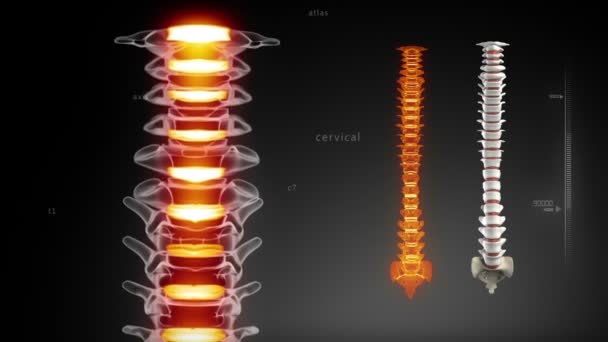 Rotating spine concept — Stock Video
