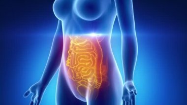kadın karin anatomisi